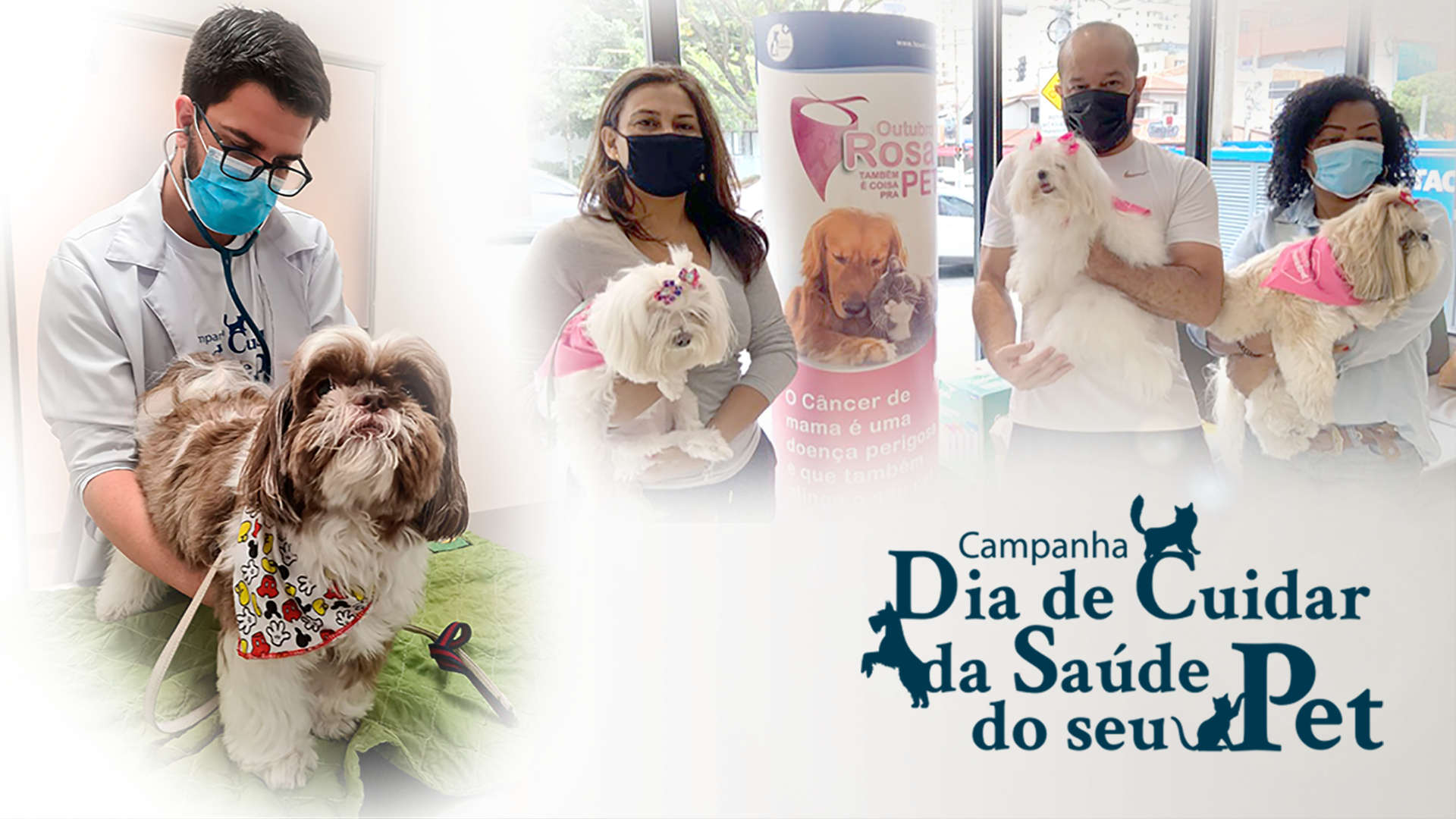 Campanha faz mutirão dia 31 de outubro para detecção precoce de tumores de mamas e problemas de saúde oral em cães e gatos