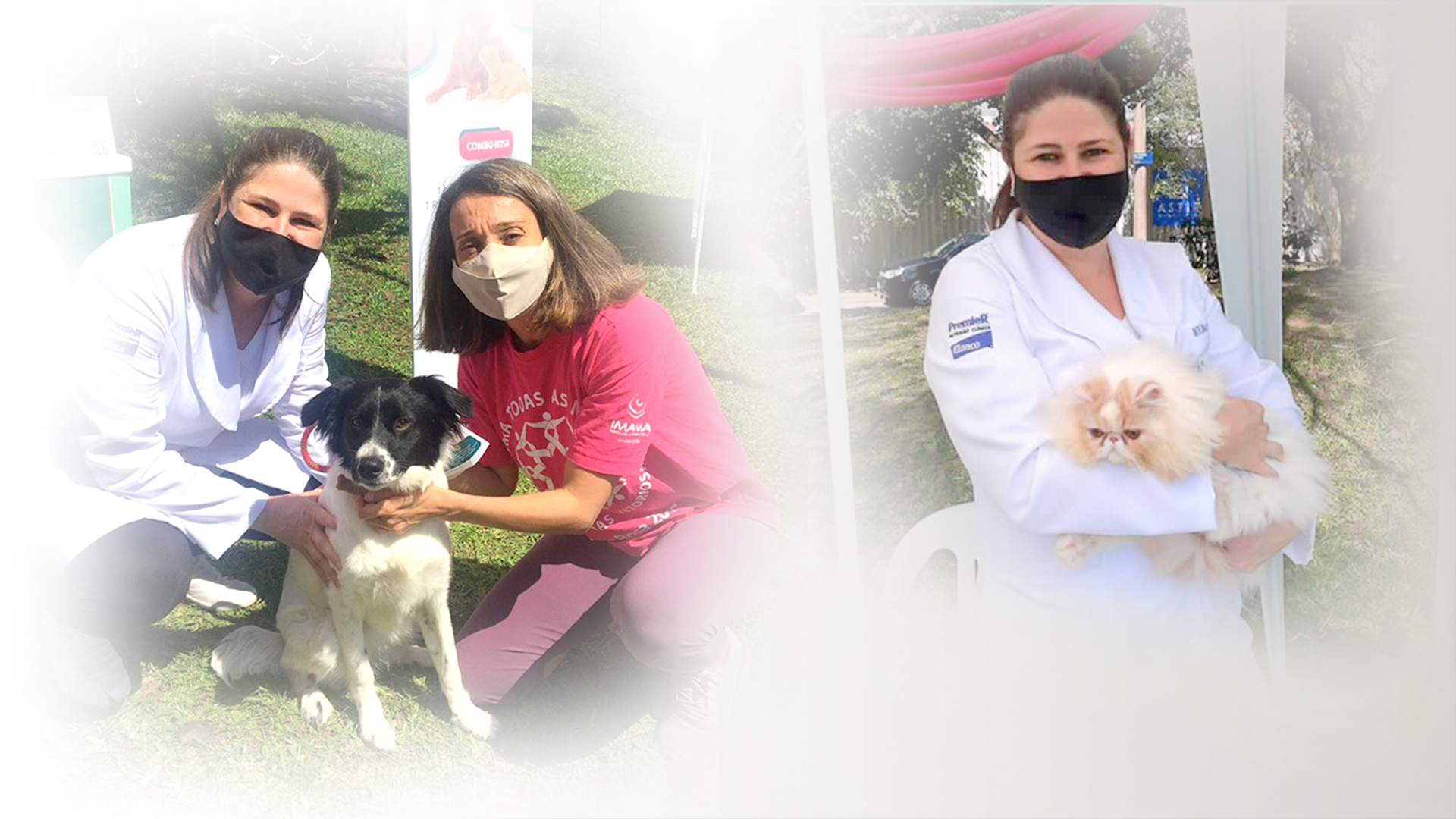 Câncer de mama em cadelas e gatas é frequente, mas pode ser prevenido