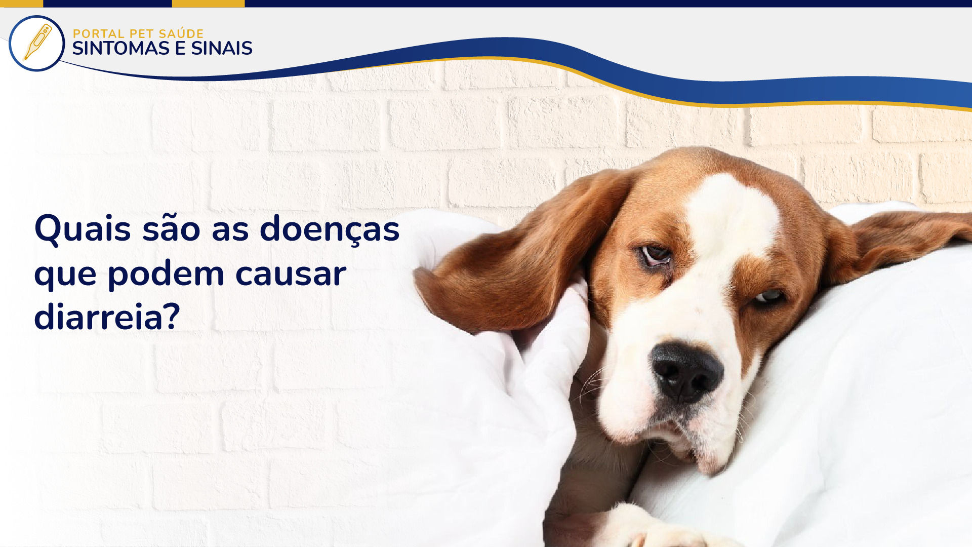 Diarreia em gatos e cães pode ser o quê?