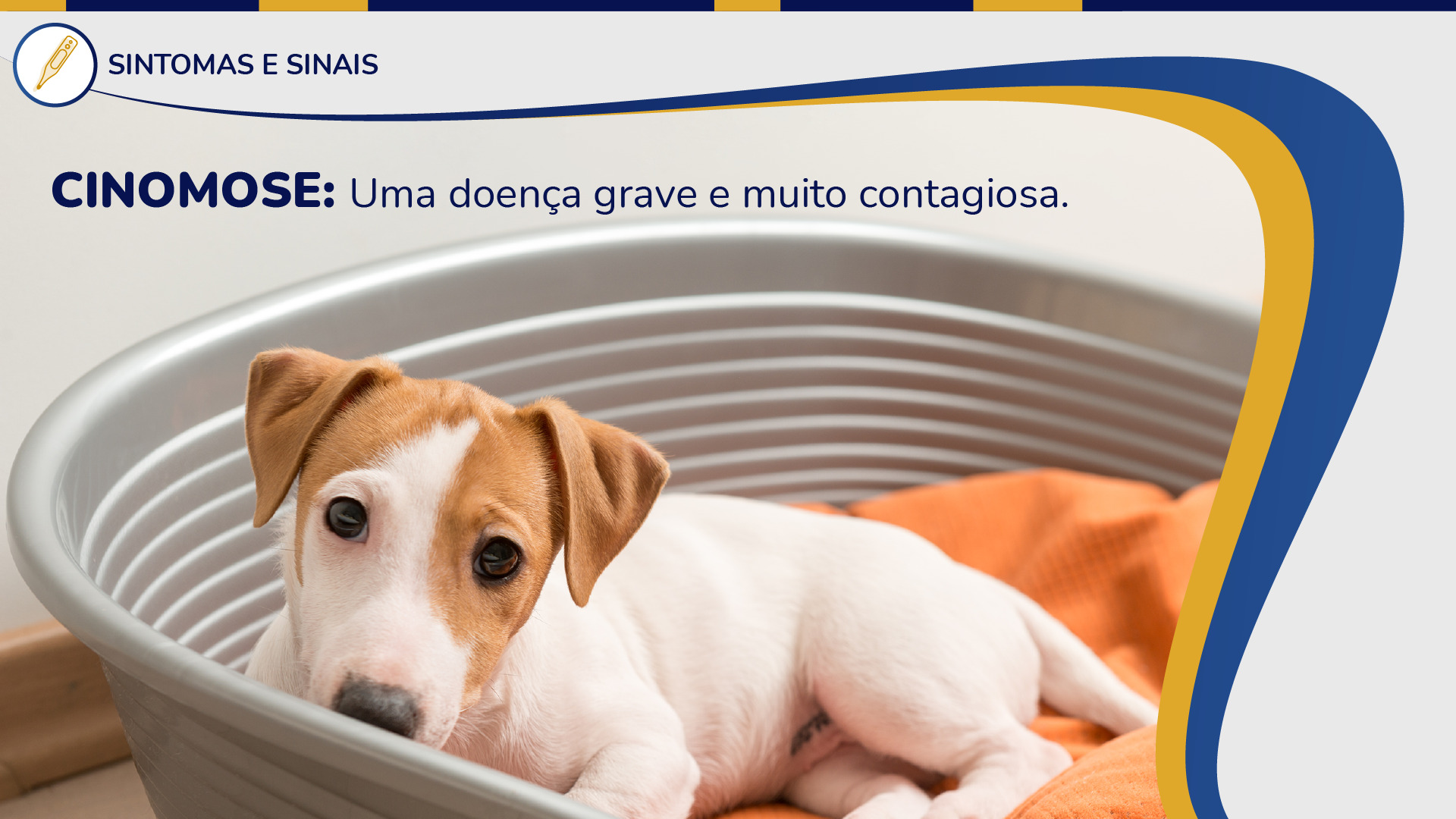Conheça melhor a cinomose, doença grave que afeta os cães