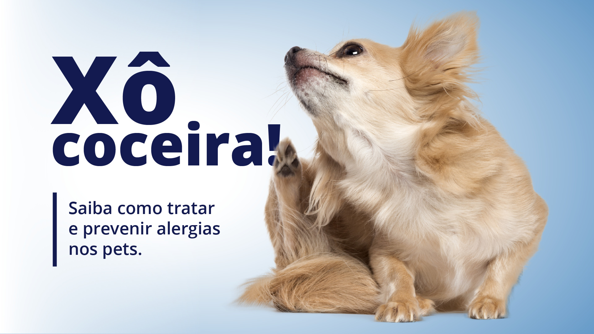 Alergia em animais de estimação causa impacto na qualidade de vida do pet e tutor – saiba como tratar e prevenir