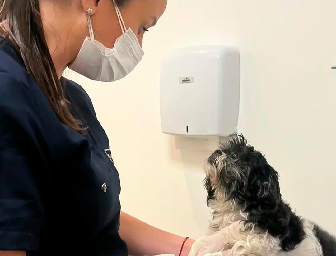 Como tratar doenças oncológicas em pets com empatia com os tutores