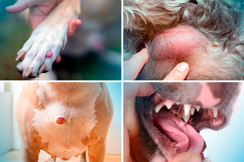 Caroço em cachorro: o que pode ser, fotos e como tratar