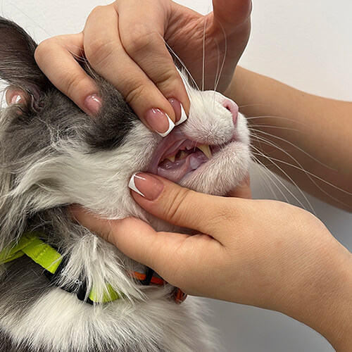 Serviço de Odontologia - WeVets