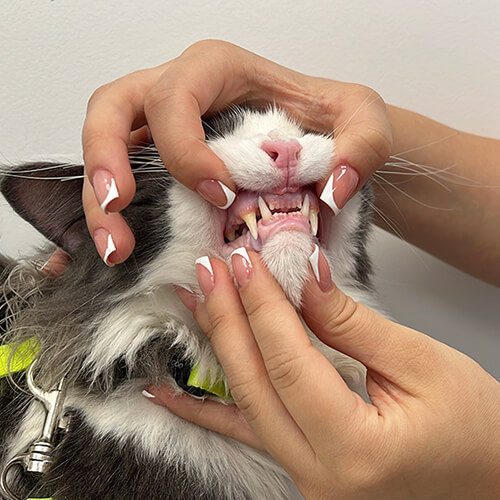 Serviço de Odontologia - WeVets