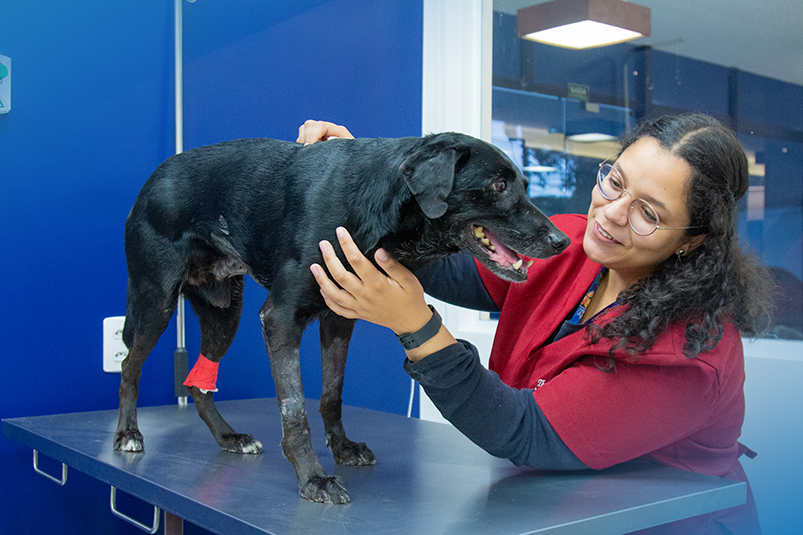 Dúvidas sobre vacinas para cachorro, tabela e carteirinha