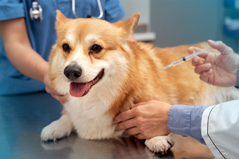 Vacina V8: para que serve e quando o pet deve tomar?