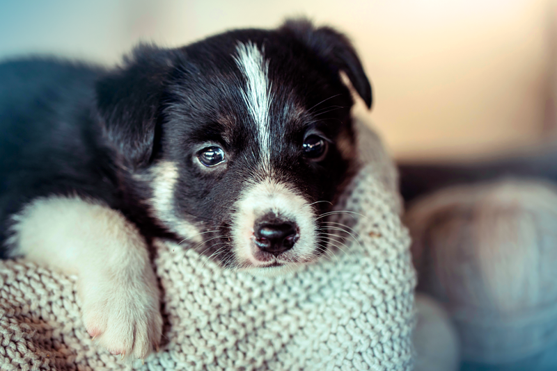 Cachorro com olho lacrimejando é normal? Quando devo me preocupar?
