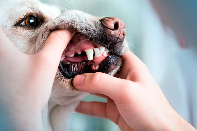 Como fazer limpeza de tártaro em cachorro e por que é importante