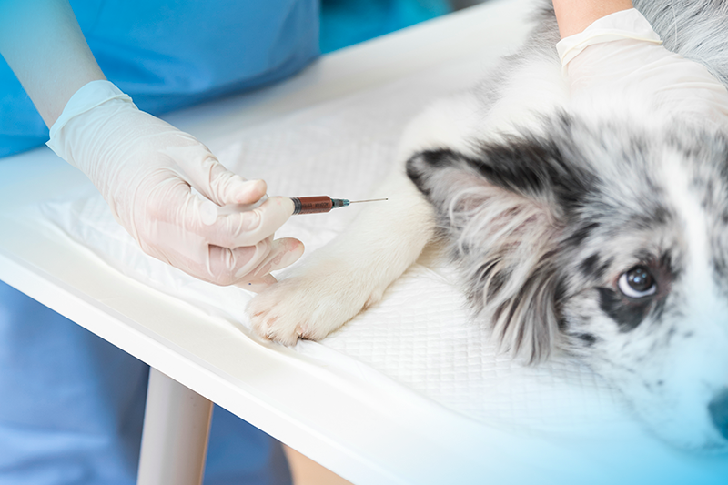 Gato e cachorro têm tipo sanguíneo? Descubra aqui