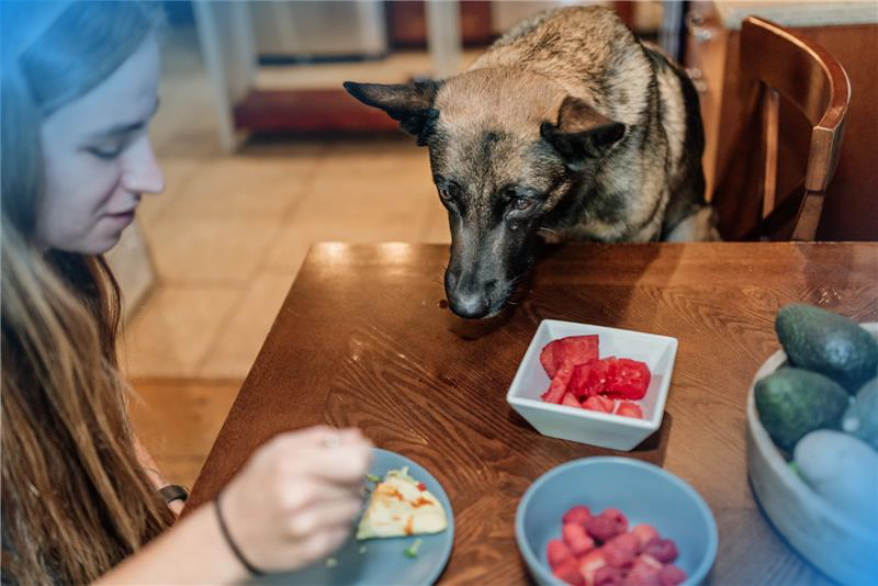 Cachorro pode comer melancia? Tire suas dúvidas