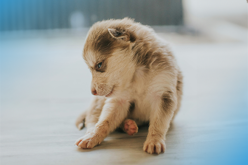 Descubra aqui como saber se o cachorro está com verme